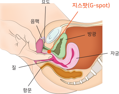 양귀비 수술 후 사진